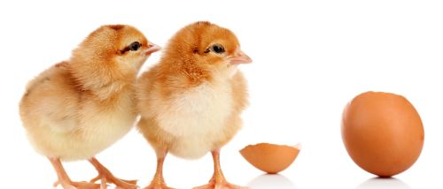 母鸡会生软壳蛋的原因，怎么提高母鸡产蛋率，多产蛋方法