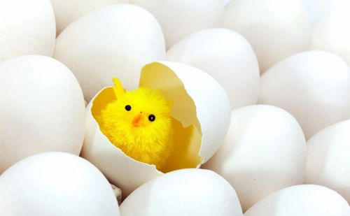 鸡生软壳蛋的原因， 提高蛋鸡产蛋率的方法