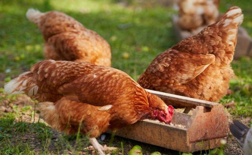 如何提高鸡鸭鹅产蛋率，蛋禽增蛋的专家