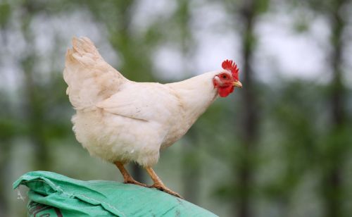 怎么样提高鸡鸭鹅的产蛋率，养殖人都用它，产蛋多又稳