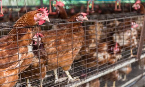 养殖蛋鸡科学的饲养管理方法，如何提高鸡的产蛋率方法