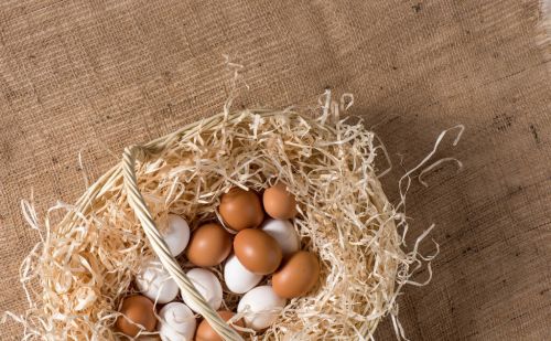 蛋鸡产蛋率高的妙招，如何提高母鸡的产蛋量，鸡产蛋率低的原因
