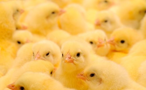 鸡产蛋率低，母鸡产蛋少什么原因怎么提高蛋鸡产蛋率