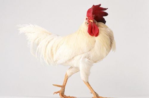 鸡如何增肥最快最有效，鸡快速长蹬爪子方法