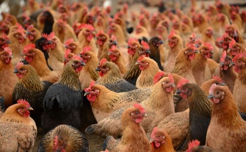 新手养鸡技术大全 科学养鸡程序，养鸡防疫程序
