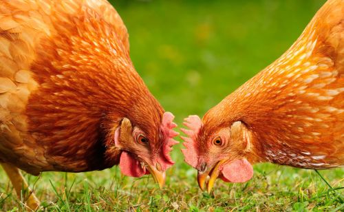 阉鸡和没阉过的鸡有什么区别 养殖阉鸡催肥增重肉质鲜美的方法
