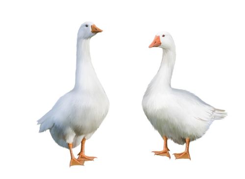鸭子流感是什么症状，鸡鸭鹅流感治疗方法