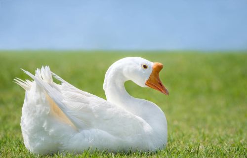 鸡鸭鹅流行性感冒流感的症状和防治方法   预防小鹅流感的方法