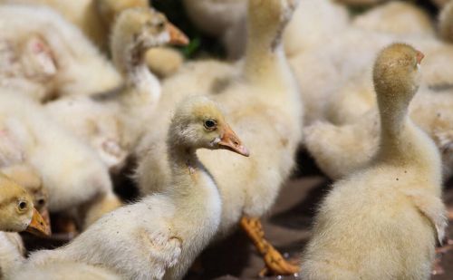 鸡鸭鹅流行性感冒的症状及其防治方法