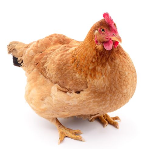 健康科学的肉鸡催肥方法，鸡吃什么能快速长得又大又肥