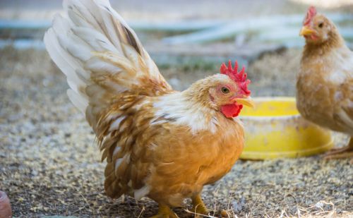 鸡快速催肥的方法 鸡后期快速增重长冠头饲养方法