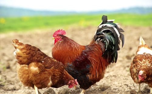 养鸡快速催肥方法 掌握这些知识你的鸡长的又大又肥冠红毛亮