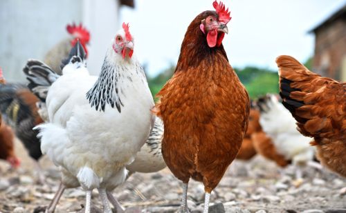 科学的养鸡方法，公鸡蹬爪长的快吃什么，鸡怎么快速长蹬爪