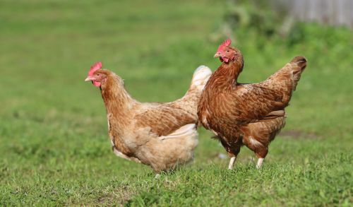 鸡健康养殖过程中快速长蹬爪的方法