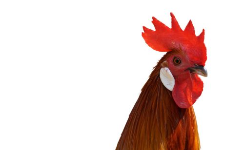 改善鸡冠头小 毛色不亮的方法 养出冠红毛亮的鸡