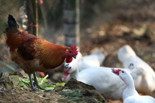 养鸡冠红毛亮快速催肥增重方法，养土鸡让鸡冠红毛亮的秘诀