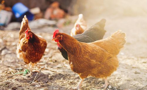 养鸡催肥增重的方法，如何才能养出冠红毛亮的鸡？