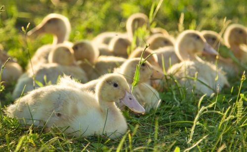 小鹅养殖常见的几种问题，鹅吃什么产蛋多