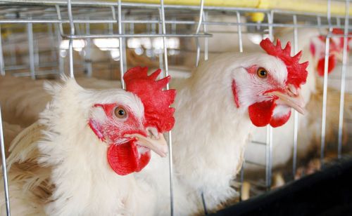 提高蛋鸡产蛋率的几种方法，养鸡人快收藏