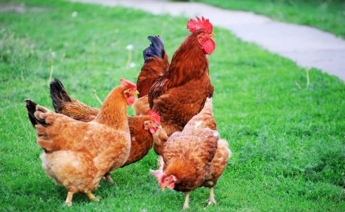 养鸡必须知道的专业知识 提高母鸡产蛋率的方法 养鸡人注意了