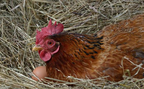 如何提高鸡鸭鹅的产蛋率 让母鸡快速下蛋的方法