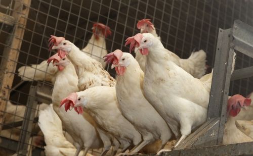怎么养殖土鸡，母鸡吃什么下蛋多 养母鸡多久下蛋