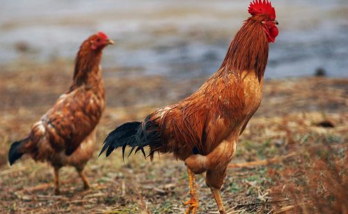 养土鸡如何让鸡快速长蹬爪，蹬爪长是什么原因导致的