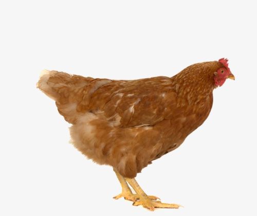 提供健康科学的养鸡方法，公鸡蹬爪长的快吃什么
