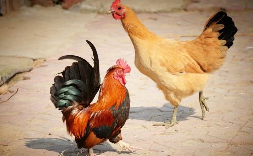 鸡快速长脚蹬子 鸡吃什么快速长蹬爪，雏鸡关键养殖管理方法技术