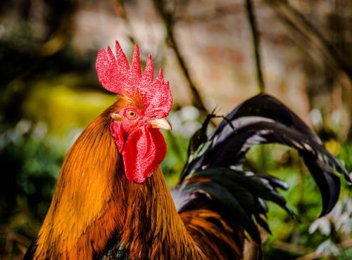 鸡吃什么能长冠头 长羽毛 让鸡冠红毛亮的方法