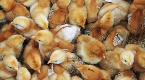 土鸡过程中的雏鸡管理技术 ，如何养土鸡让冠头长的大