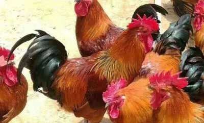 新手养鸡要知道的知识，养土鸡如何养的冠红毛亮