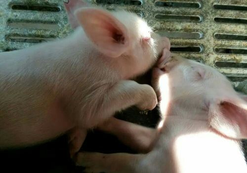 科学的养猪方法你知道吗？