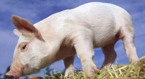 养猪专业知识（常识篇）养猪过程中容易出现的问题