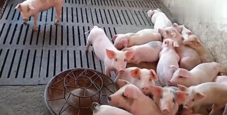 你不知道的养猪技术大全，如何提高小猪仔的成活率方法。