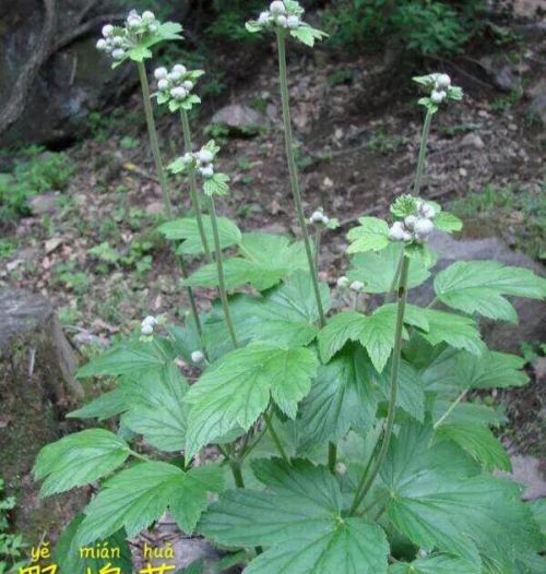 野棉花与大火草的主要区别是什么(野棉花与大火草的主要区别是)