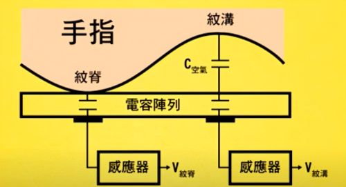 深度解析：指纹识别技术的原理