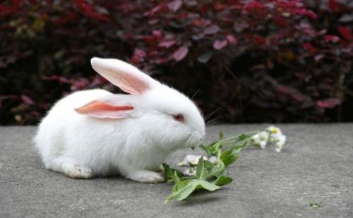 想养小兔子的几个理由(想养一只小兔子)