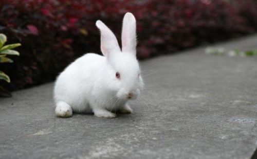 想养小兔子的几个理由(想养一只小兔子)