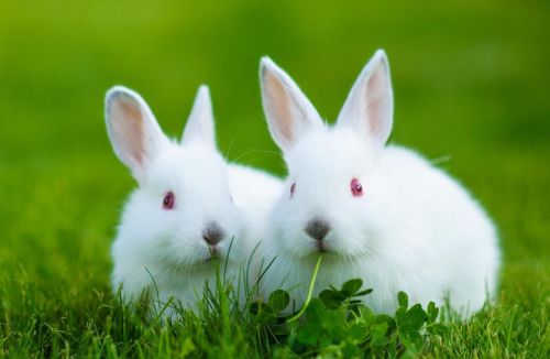 兔子能活多久啊(兔子能活几年的寿命)