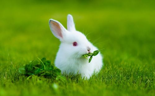 兔子能活多久啊(兔子能活几年的寿命)