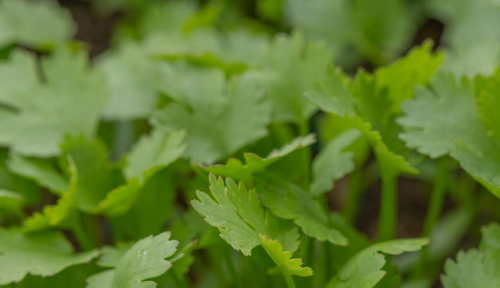 农村种的哪些蔬菜“不用”药水或催熟剂？听听种植户的答案