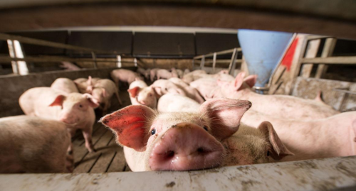 养猪用什么饲料最好？养殖户：用这些东西喂猪，成本低又长膘快