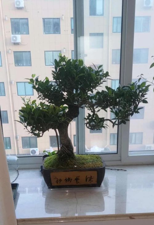 四季常青的大型盆栽(盆栽四季青的种植方法)