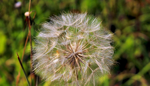 山区种植什么有“钱”途？种植这3个品种，投入少、见效快好管理