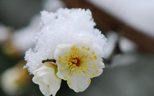 冬雪红梅是什么意思