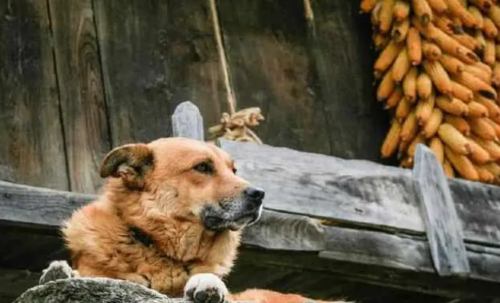 在农村，狗贩子为何“收购10年以上的老狗”?​知情人士给出答案