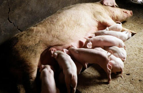后备母猪为什么不能一直用“育肥猪饲料”？到底该用什么料喂好？