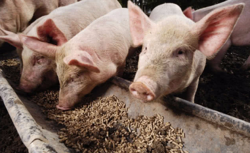 后备母猪为什么不能一直用“育肥猪饲料”？到底该用什么料喂好？