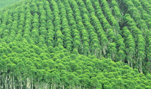 现在在农村，种什么树长得快又值钱？这几种树，农民朋友别错过